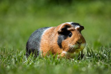 Eskiden şiling şimdi domuz (Cavia Porcellus)