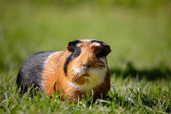 Eskiden şiling şimdi domuz (Cavia Porcellus)