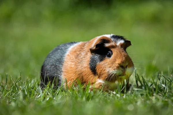 Caviale d'India (Cavia Porcellus ) — Foto Stock