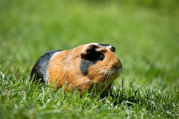 Eskiden şiling şimdi domuz (Cavia Porcellus) - Stok İmaj