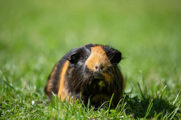 Cerdo de Guinea (Cavia Porcellus ) Fotos de stock libres de derechos