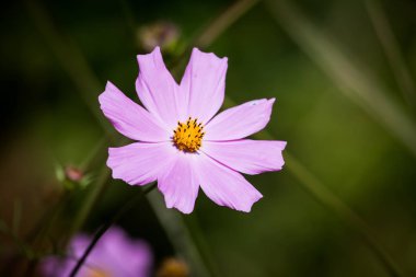 Meksika Aster (Cosmos bipinnatus)