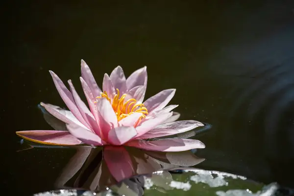 Розовая водяная лилия (Nymphaea alba ) — стоковое фото