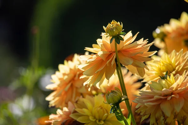 Oranžové dhalia květ — Stock fotografie