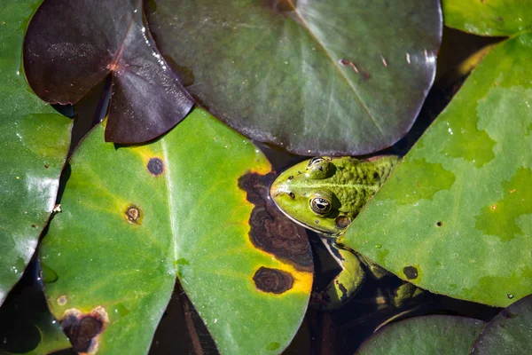 Rana común de hierba (Rana temporaria ) — Foto de Stock