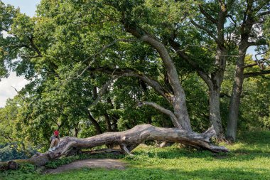 Litvanya Dubingiai tepe