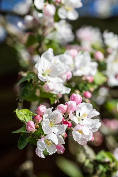 Manzano Malus Domestica Florece Primavera —  Fotos de Stock