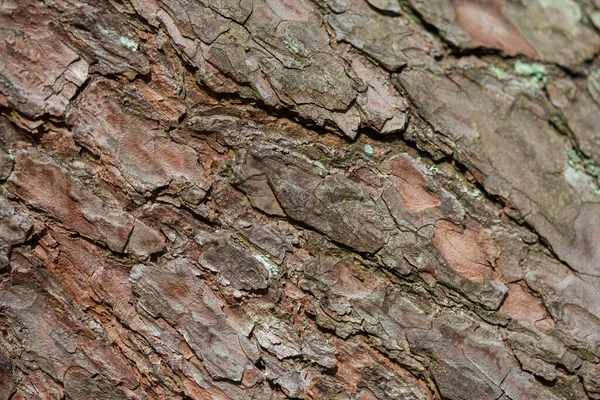 Çam Ağacı Kabuğu Ormanda Detaylı Bir Desen Oluşturuyor — Stok fotoğraf