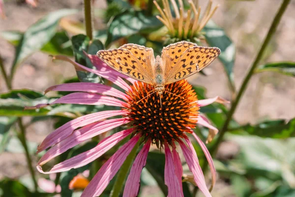 Échinacée Pourpre Echinacea Purpurea Avec Papillon Fabriciana Adippe — Photo