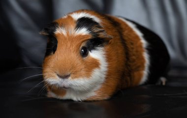 Gine domuzu (Cavia porcellus) popüler bir evcil hayvandır.