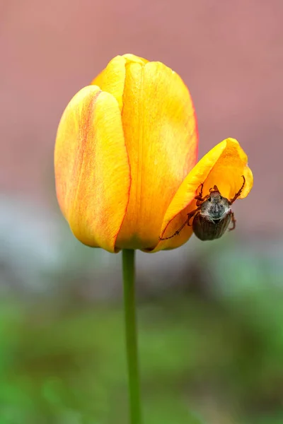 Maybug Cockchafer Hides Petal Orange Tulip Springtime — Stock Photo, Image
