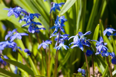 İlkbaharda Sibirya Squill 'i (Scilla Siberica)