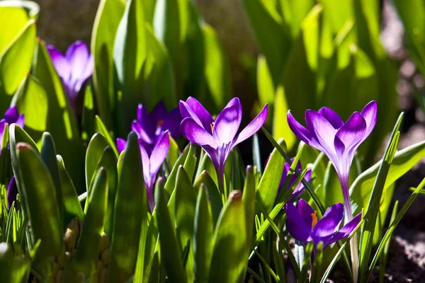 Flores Croco Roxo Início Primavera Jardim — Fotografia de Stock