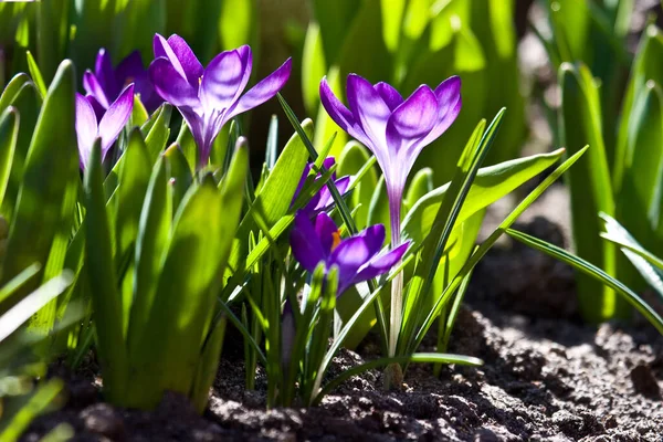 Flores Croco Roxo Início Primavera Jardim — Fotografia de Stock