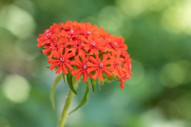 Yaz bahçesinde Malta haçı çiçeği (Lychnis chalcedonica)