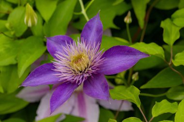 Mor çiçekli sarmaşık Jackman 'ın klemati (Clematis Jackmanii) yaz bahçesinde