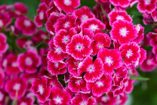 Розовый Рейнбоу Китайский Розовый Цветок Dianthus Chinensis Саду — стоковое фото