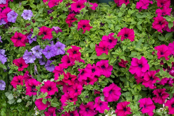 Magenta Paarse Petunia Bloemen Groeien Tuin — Stockfoto