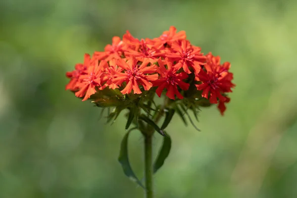 Máltai Kereszt Virág Lychnis Chalcedonica Nyári Kertben — Stock Fotó