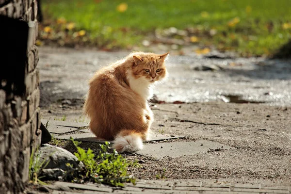 リトアニアのヴィリニュスの街で一人で野良猫 — ストック写真