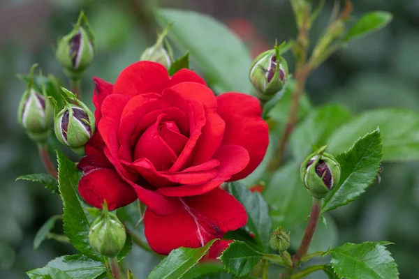 Gros Plan Une Fleur Rose Rouge Été Garde — Photo