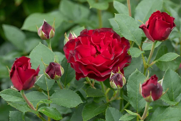 Gros Plan Une Fleur Rose Rouge Été Garde — Photo