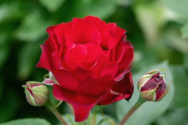 Gros Plan Une Fleur Rose Rouge Été Garde — Photo