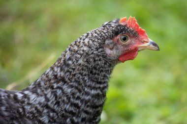 Geleneksel kümes hayvanları çiftliğinde bedava tavuk, bir tavuk portresi