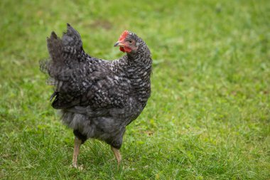 Geleneksel kümes hayvanları çiftliğinde serbest tavuk, çimlerin üzerinde tavuk
