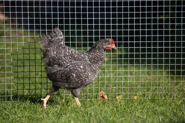 Kurczak Chowu Wolnym Wybiegu Tradycyjnej Hodowli Drobiu Kura Trawie — Zdjęcie stockowe