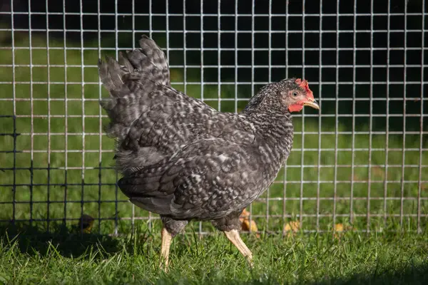 Kurczak Chowu Wolnym Wybiegu Tradycyjnej Hodowli Drobiu Kura Trawie — Zdjęcie stockowe