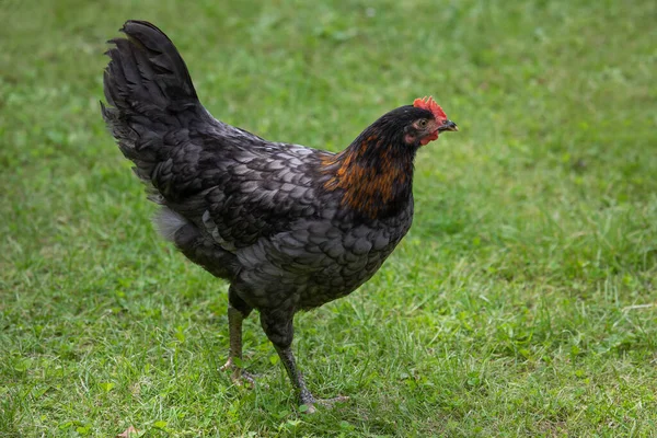 Freilandhühner Auf Einem Traditionellen Geflügelhof Ein Hahn Gras — Stockfoto