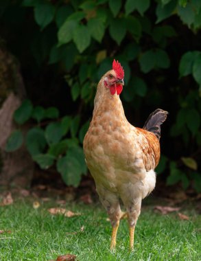 Geleneksel kümes hayvanları çiftliğinde bedava tavuk, çimlerde tavuk