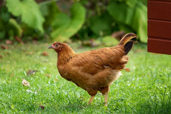 Kuře Volném Výběhu Tradiční Drůbeží Farmě Kuře Trávě — Stock fotografie