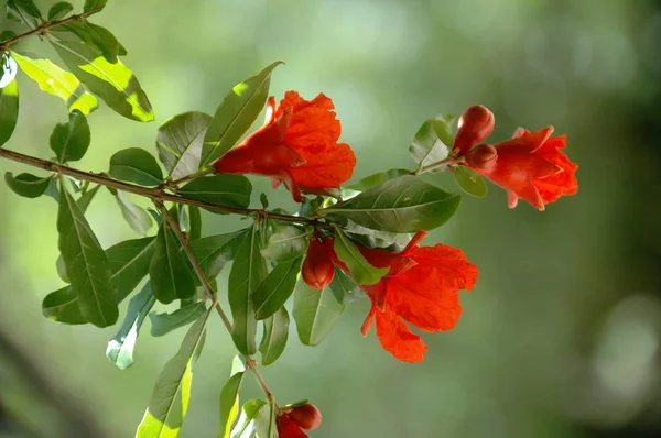 sunny orange pomegranate blossoms in a Moorish garden