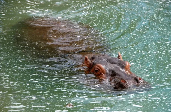 Hipopótamo Agua Verde —  Fotos de Stock