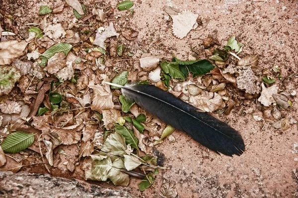 Feather Dirt Natural Textures — Stock Photo, Image