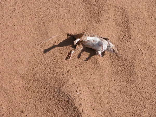 Wood Rat Drowned Flash Flood New Mexico Desert — Stock Photo, Image