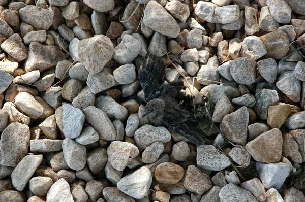 Vogel Getroffen Door Een Toerist Auto Verdroogde Door Lucht Van — Stockfoto