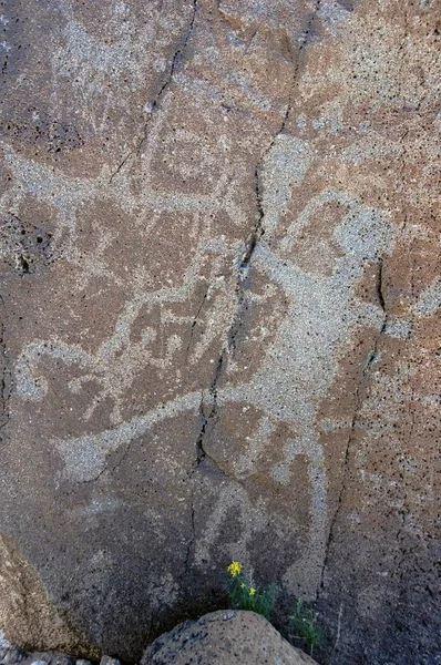 Prehistoric Rock Carvings Petroglyphs — Stock Photo, Image