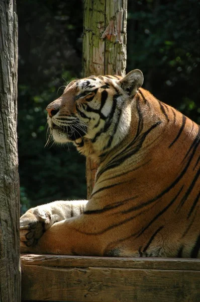 自鸣得意的老虎 老虎曾被滥用 现在享受生活在一个大猫庇护所在印第安纳州 — 图库照片