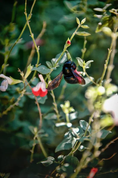 Carpenter Bee Krmení Květ — Stock fotografie