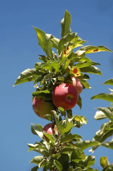 Fuji Apples Ripening Tree — Stock Photo, Image