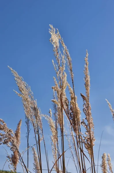 Thin Man Indické Tráva Sorghastrum Nicí Dekorativní Osivu Hlavy — Stock fotografie