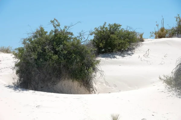 Cokoły Mokrego Piasku Stworzone Przez Krzewy Aby Przetrwać White Sands — Zdjęcie stockowe