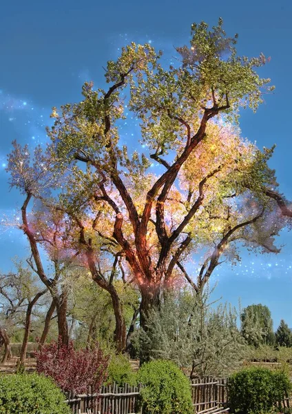Cosmic Cottonwood Photo Aura Tree — Stock Photo, Image