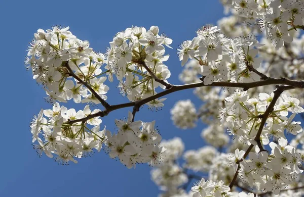 Clusters Van Witte Yoshino Cherry Blossoms Een Duidelijke Lentedag — Stockfoto