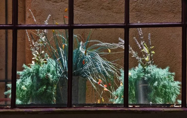 Herbs in a window garden