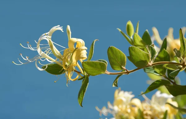 Blooming Blossoms Day Detail Flowers Fragrance Honeysuckle Nature Outdoors Perfume — Photo