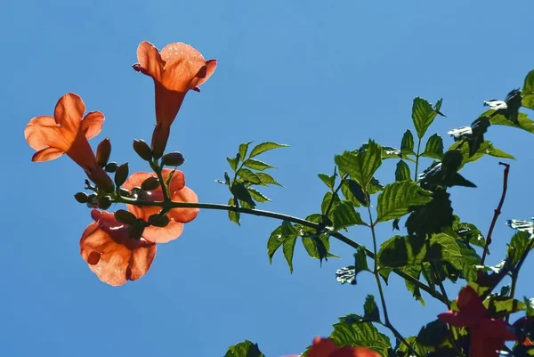 Trumpet Vinstockar Solskenet — Stockfoto